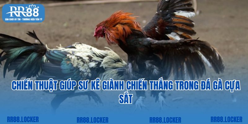 Chiến thuật giúp sư kê giành chiến thắng trong đá gà cựa sắt