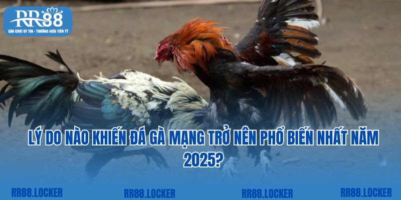 Lý do nào khiến đá gà mạng trở nên phổ biến nhất năm 2025?