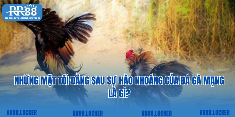 Những mặt tối đằng sau sự hào nhoáng của đá gà mạng là gì?