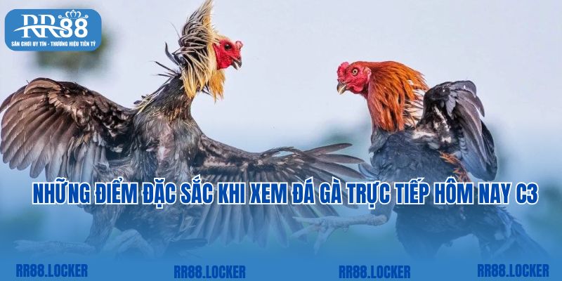 Những điểm đặc sắc khi xem đá gà trực tiếp hôm nay C3