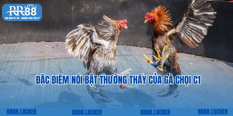 Đặc điểm nổi bật thường thấy của gà chọi C1