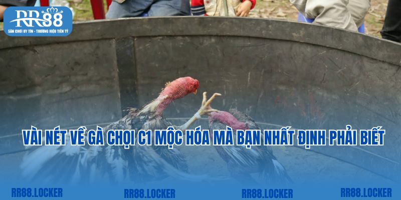 Vài nét về gà chọi C1 Mộc Hóa mà bạn nhất định phải biết