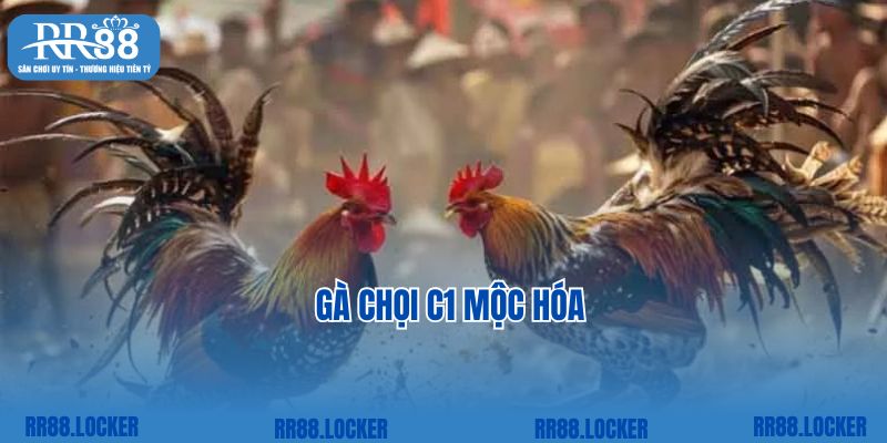 Gà Chọi C1 Mộc Hóa – Nơi Hội Tụ Của Những Chiến Kê Hàng Đầu